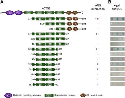 Characterization and Function of the Interaction of Angiogenin With Alpha-Actinin 2